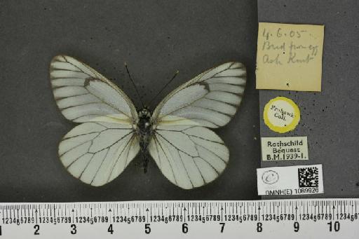 Aporia crataegi (Linnaeus, 1758) - BMNHE_1089926_69708