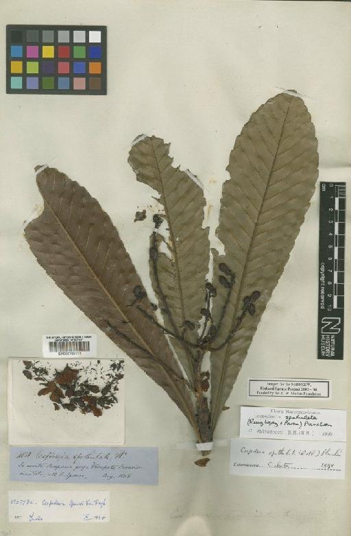 Cespedesia spathulata (Ruiz & Pav.) Planch. - BM000798733