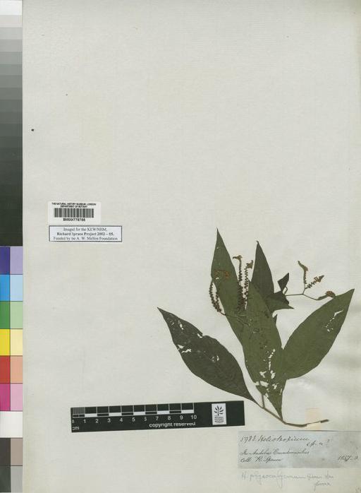 Heliptropium rufipilum (Benth.) Johnston - Spruce - BM000778755
