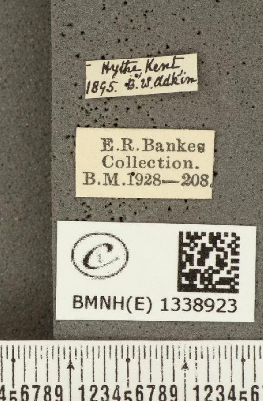 Ochlodes sylvanus (Esper, 1777) - BMNHE_1338923_label_154822