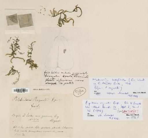 Meteorium latifolium (Lindb) Broth. - BM000961199.tif