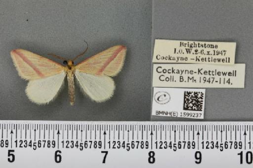 Rhodometra sacraria ab. sanguinaria Esper, 1799 - BMNHE_1599237_299622