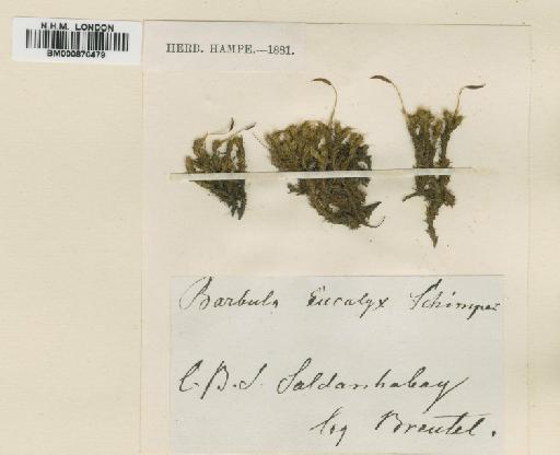 Barbula eucalyx Schimp. - BM000870479