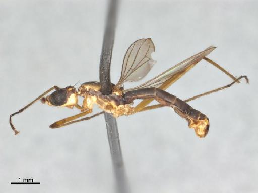 Micropeza lateralis Meigen & Meigen, 1826 - Micropeza lateralis NHMUK010240986 nontype male habitus lateral