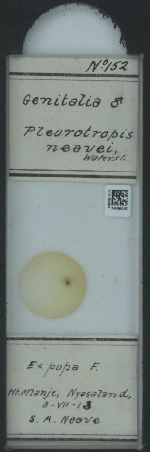 Pediobius neavei (Waterston, 1915) - 010160093_118368_1663222