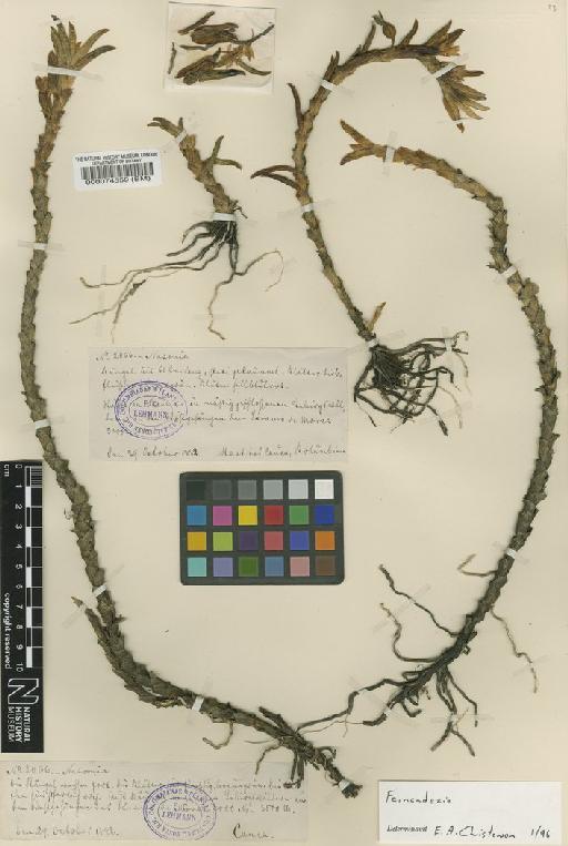 Fernandezia sanguinea (Lindl.) Garay & Dunst. - BM000074559