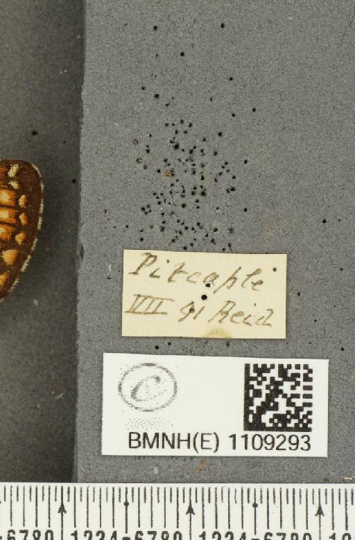 Euphydryas aurinia (Rottemburg, 1775) - BMNHE_1109293_label_50870