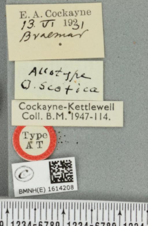 Scotopteryx mucronata scotica (Cockayne, 1940) - BMNHE_1614208_label_303598