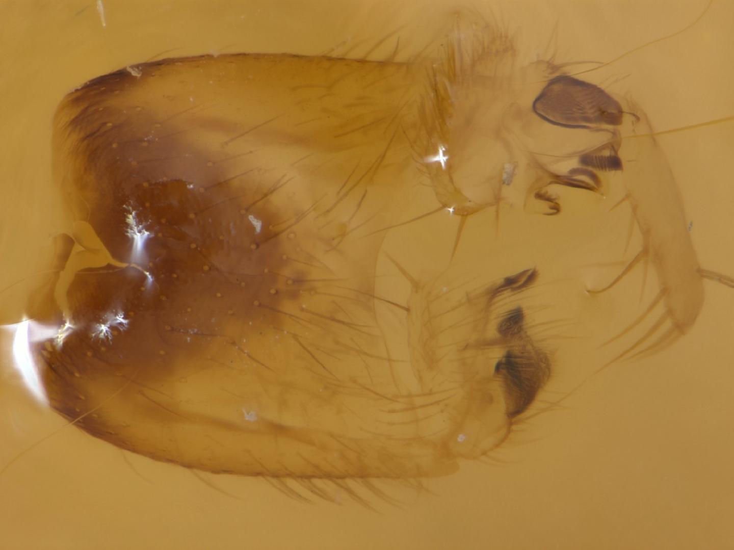 Trichonta flavicauda