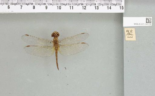 Brachythemis contaminata (Fabricius, 1793) - 011252788_803659_1253367_2