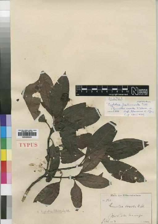Psychotria fractinervata Petit - BM000903351