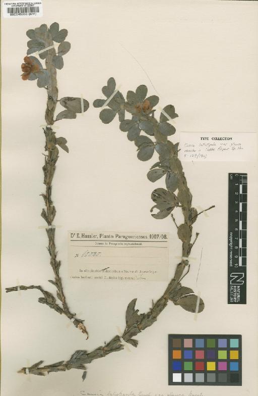 Chamaecrista desvauxii var. langsdorfii (Kunth) H.S.Irwin & Barneby - BM000545058