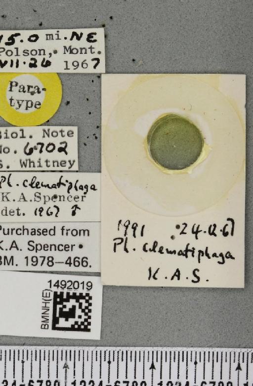 Phytomyza clematiphaga Spencer, 1969 - BMNHE_1492019_label_53719
