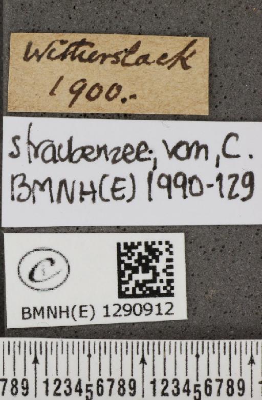 Neozephyrus quercus (Linnaeus, 1758) - BMNHE_1290912_label_128532