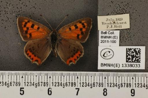 Lycaena phlaeas eleus (Fabricius, 1798) - BMNHE_1338033_145760