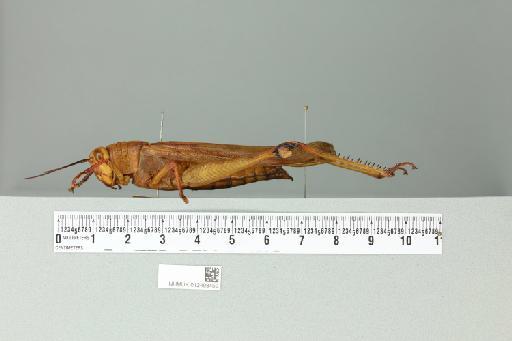 Valanga nigricornis melanocornis (Serville, 1838) - 012498459_reverse