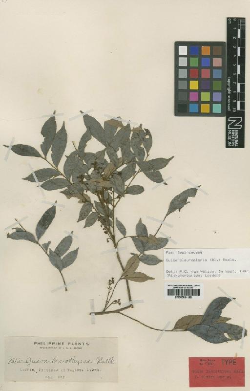 Gouia pleuropteris (Blume) Radlk. - BM000884158