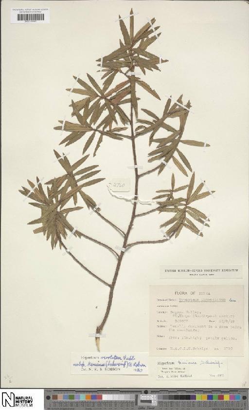 Hypericum revolutum subsp. keniense (Schweinf.) N.Robson - BM001204967