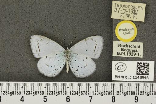 Celastrina argiolus britanna ab. c-nigrum Tutt, 1908 - BMNHE_1148946_111461