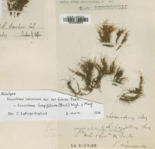 Leucoloma longifolium (Brid.) Wijk & Margad. - BM000965903