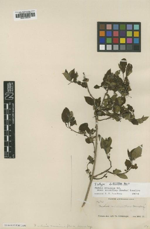 Fuchsia thymifolia Kunth - BM001008349