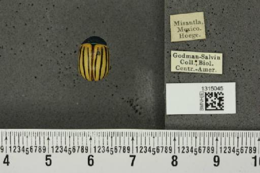 Leptinotarsa calceata Stål, 1858 - BMNHE_1315045_14913