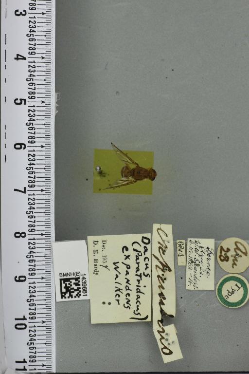 Bactrocera (Paratridacus) expandens (Walker, 1859) - BMNHE_1439681_35364