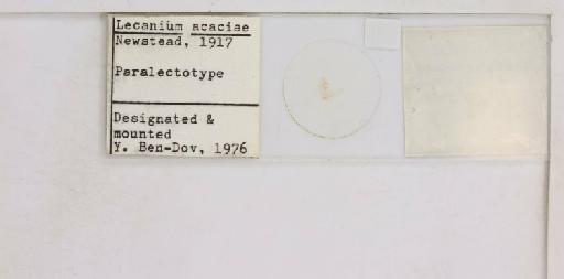 Coccus acaciae Newstead, 1917 - 010713722_additional