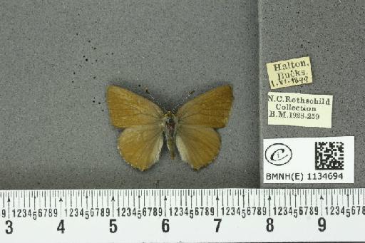 Callophrys rubi rubi (Linnaeus, 1758) - BMNHE_1134694_98041