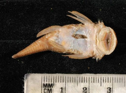 Chaetostomus maculatus Regan, 1904 - 1903.10.12.3-4b; Chaetostomus maculatus; ventral view; ACSI Project image