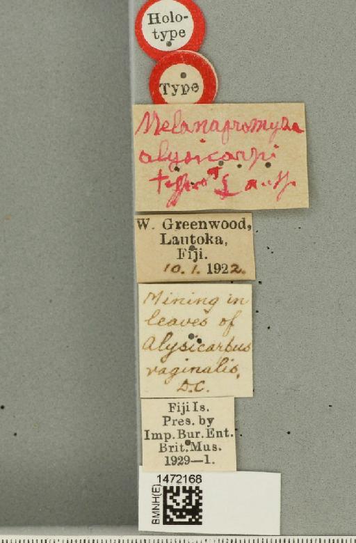 Ophiomyia alysicarpi Bezzi, 1928 - BMNHE_1472168_label_46973