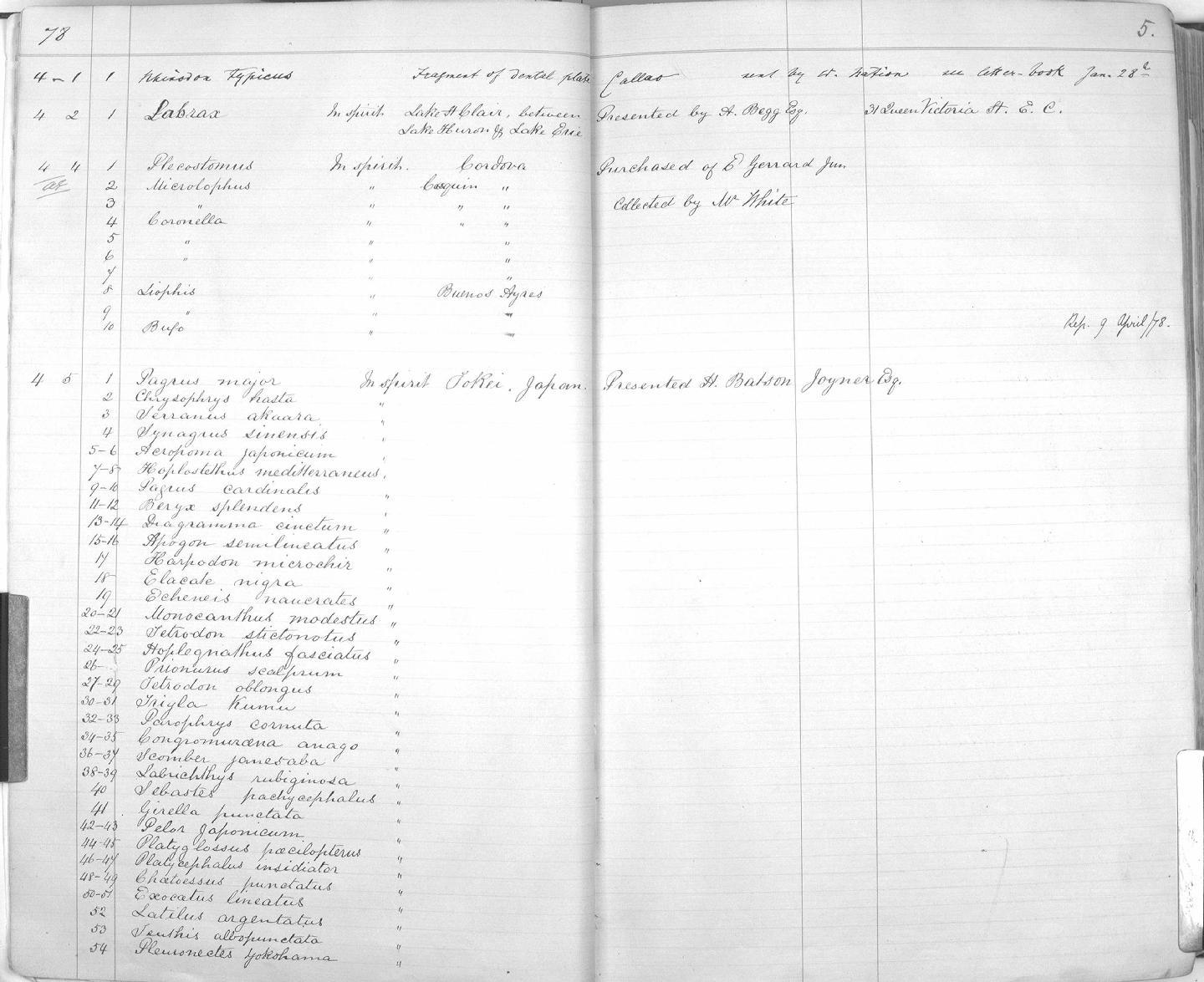 Zoology Accessions Register: Reptiles & Fishes: 1878 - 1892: page 5