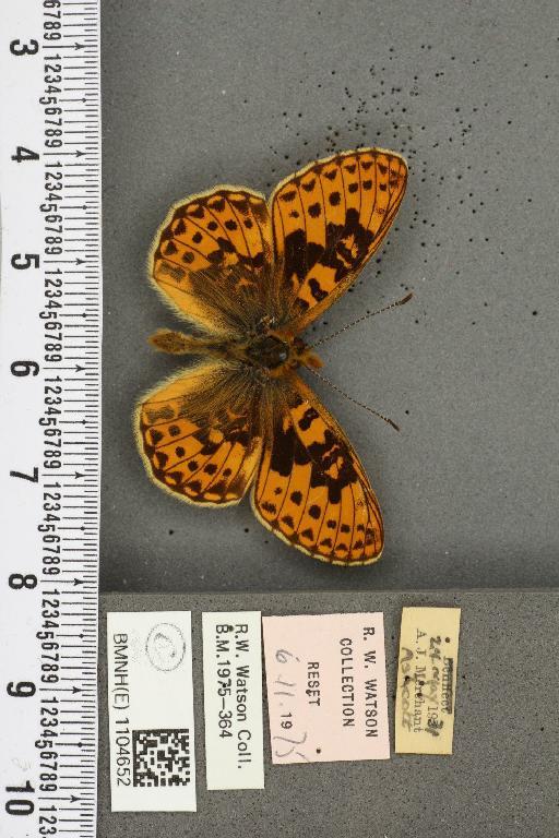 Boloria euphrosyne ab. pittionii Nitsche, 1926 - BMNHE_1104652_16186