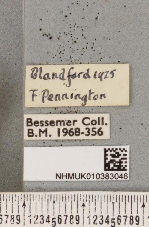 Parasemia plantaginis plantaginis (Linnaeus, 1758) - NHMUK_010383046_label_510334