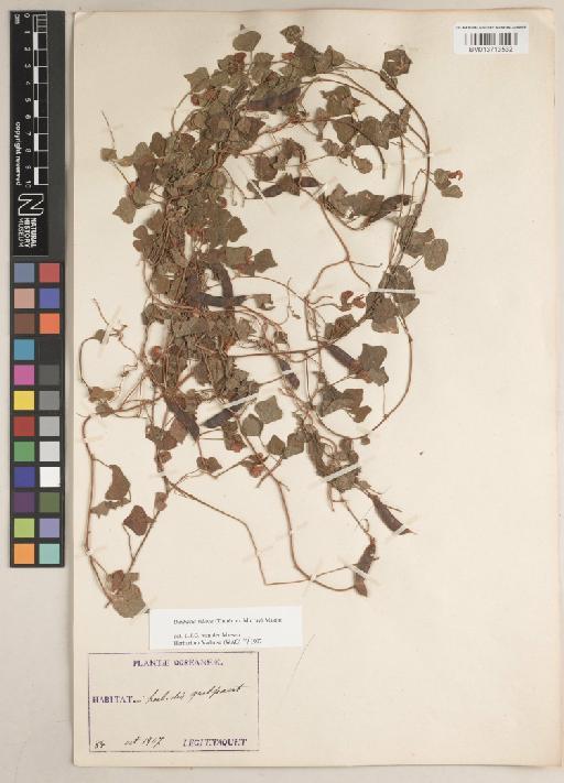 Dunbaria villosa (Thunb.) Makino - BM013713532