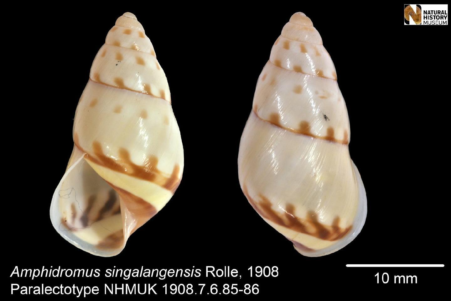 To NHMUK collection (Amphidromus singalangensis Rolle, 1908; Paralectotypes; NHMUK:ecatalogue:2853779)