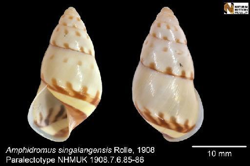 Amphidromus singalangensis Rolle, 1908 - 1908.7.6.85-86, Paralectotypes, Amphidromus singalangensis Rolle, 1908