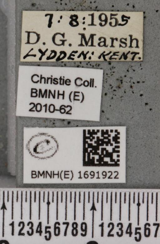 Meganola albula (Denis & Schiffermüller, 1775) - BMNHE_1691922_label_291443