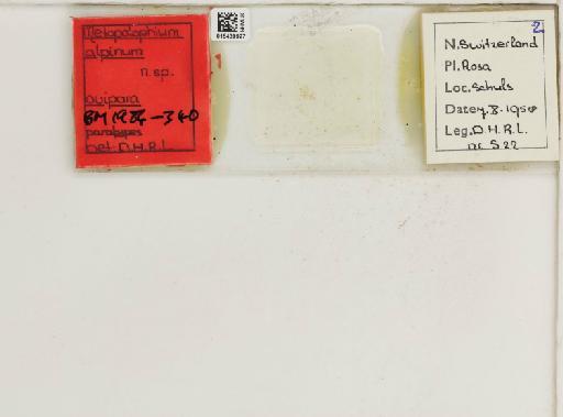 Metopolophium alpinum Hille Ris Lambers, 1966 - 015439927_112694_1094990_157886_Type