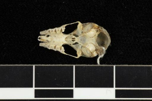 Hipposideros fulvus pallidus Andersen, 1918 - 1918_8_3_5-Hipposideros_fulvus_pallidus-Type-Skull-occlusal