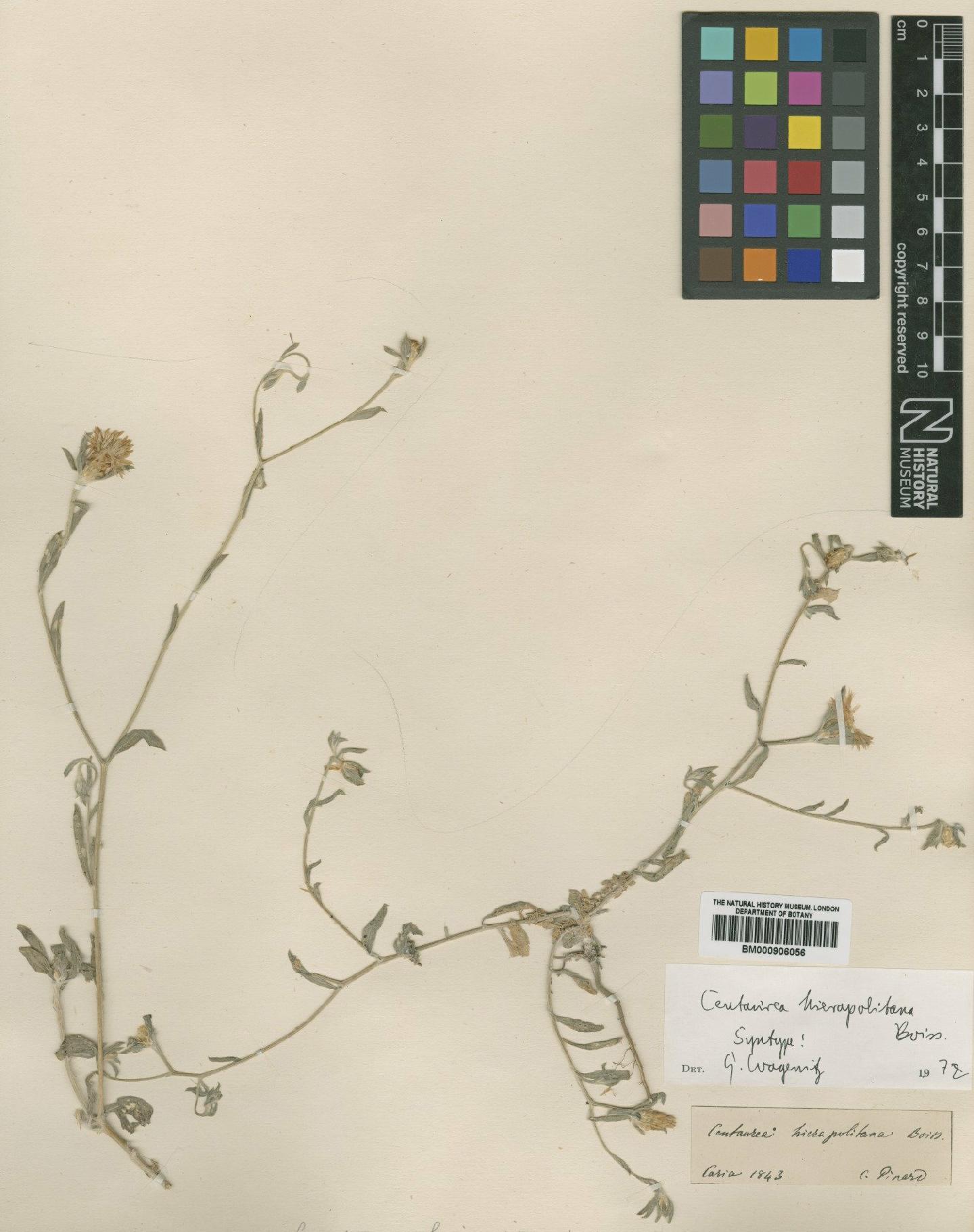 To NHMUK collection (Centaurea hierapolitana Boiss; Syntype; NHMUK:ecatalogue:4996252)