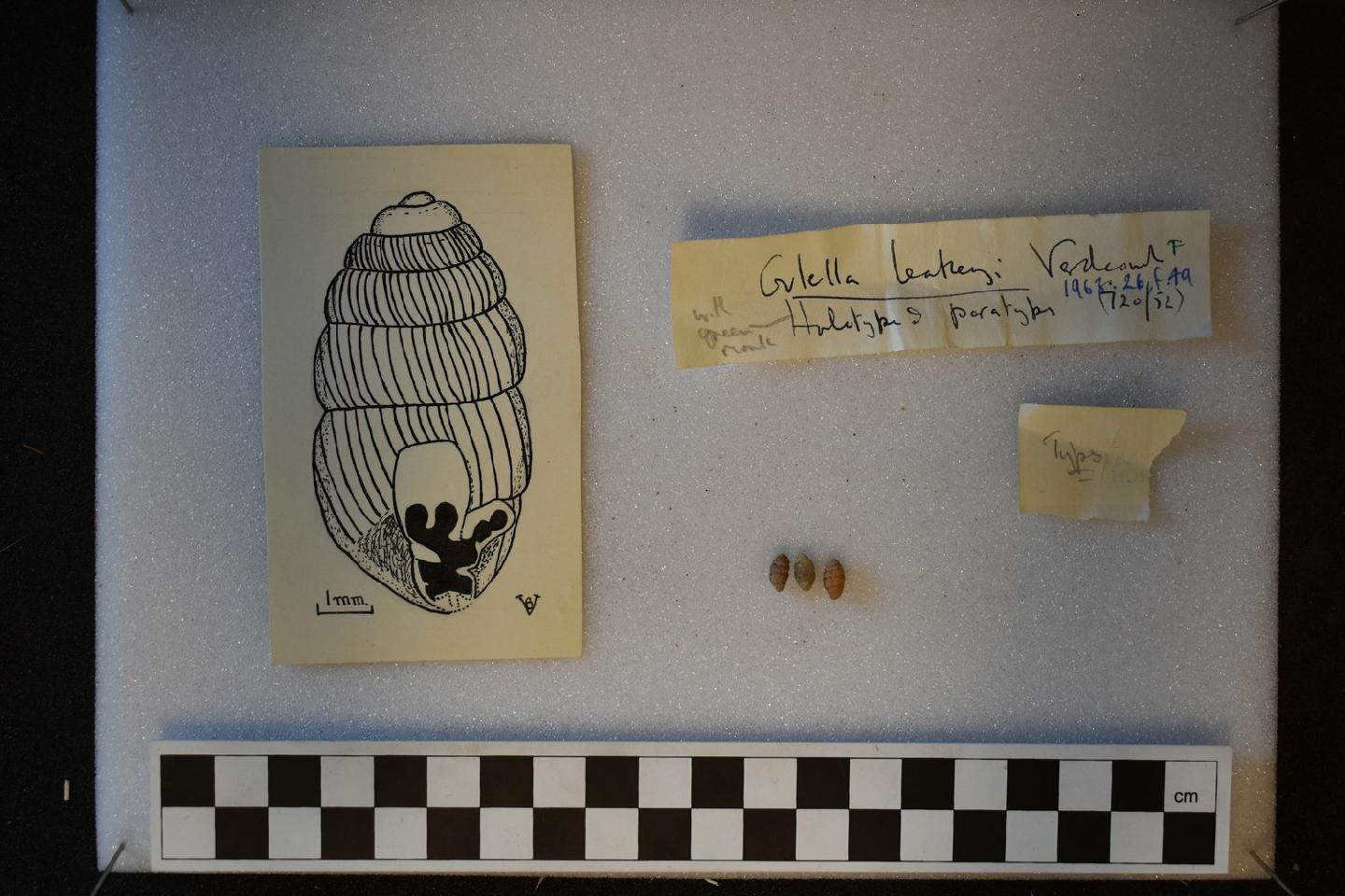 To NHMUK collection (Gulella leakeyi Verdcourt, 1963; HOLOTYPE; NHMUK:ecatalogue:9612754)