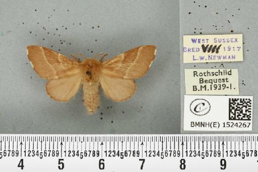 Malacosoma neustria ab. pyri Scopoli, 1763 - BMNHE_1524267_190687