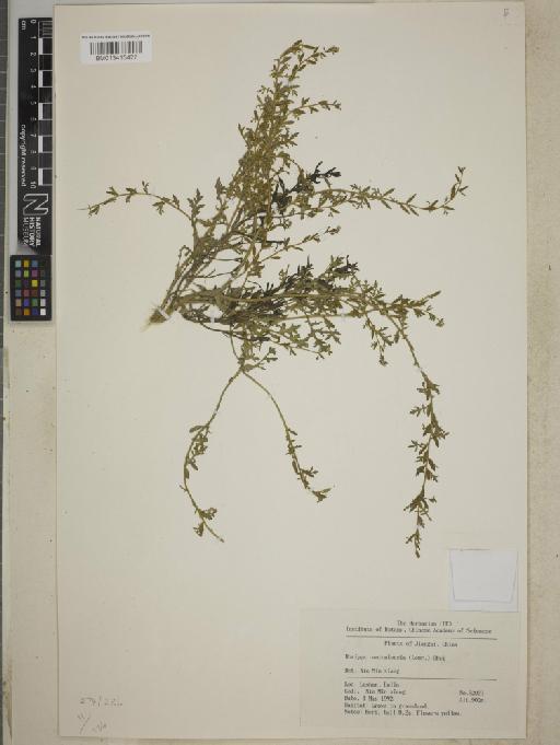 Rorippa cantonensis (Lour.) Hara - BM013413427