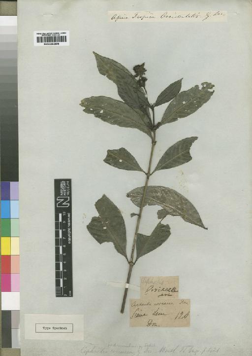 Psychotria bidentata Hiern - BM000903678