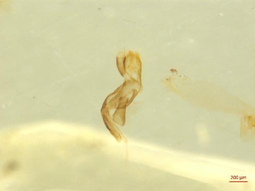 Chrysomelidae Latreille, 1802 - 010131558___3