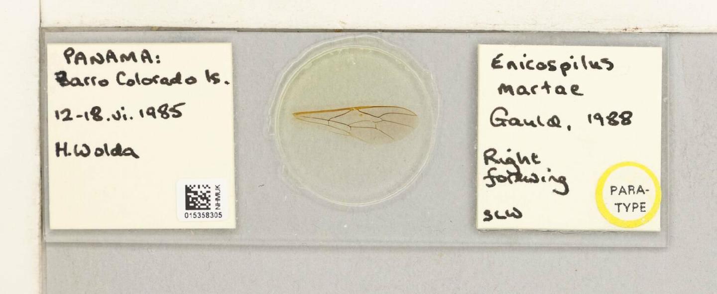 Enicospilus martae