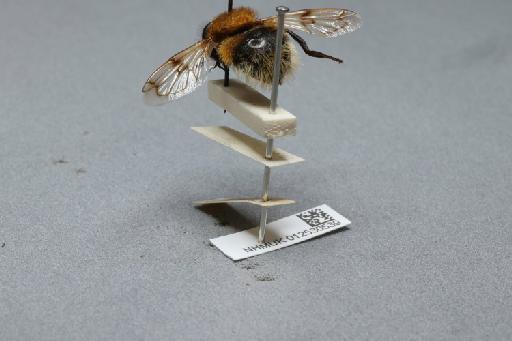 Volucella bombylans (Linnaeus, 1758) - 012530539_additional_2