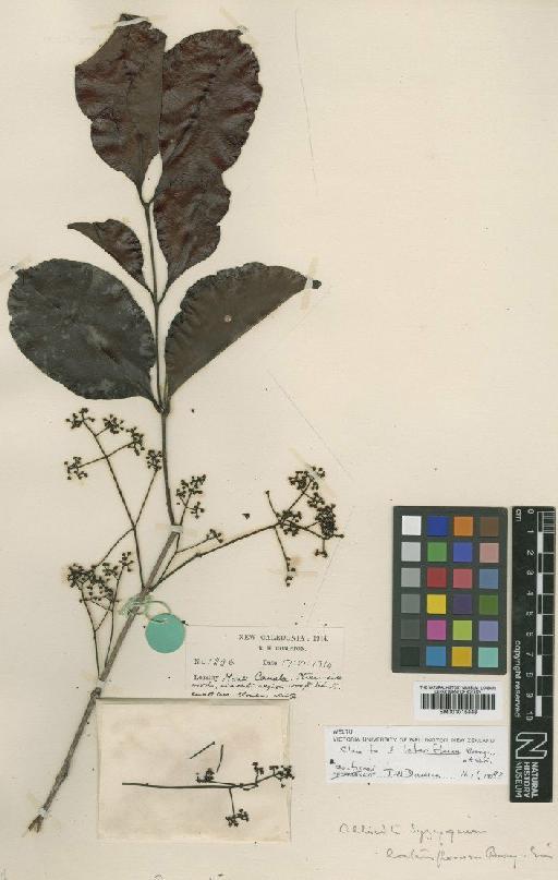 Eugenia brachycalyx Baker f. - BM001015448