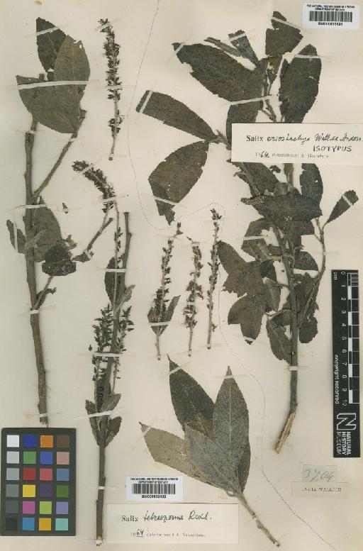 Salix eriostachya Wall. ex Andersson - BM000833493